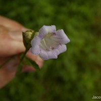 Strobilanthes deflexa T.Anderson